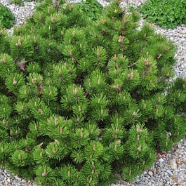 Сосна горная Клостергрюн