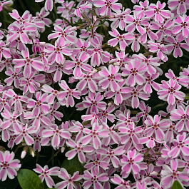 Флокс шиловидный Кэнди Страйпс Флокс шиловидный Кэнди Страйпс