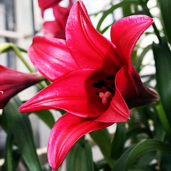 Лилия лонгифлорум Дивайн НАБОР 2ШТ (2+2)