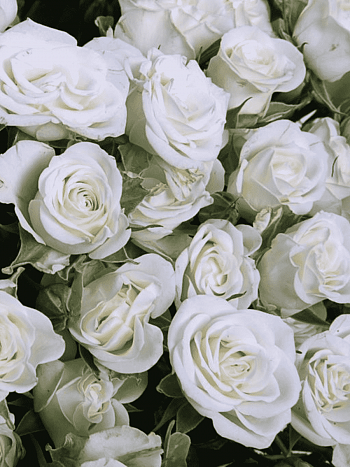 Роза кустовая Snowflake