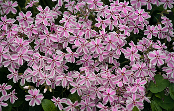 Флокс шиловидный Кэнди Страйпс