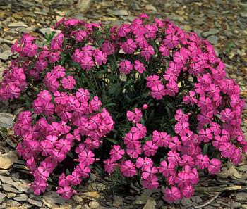 Смолевка Каролинская Hot Pink