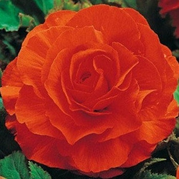Бегония Клубневая Double Orange