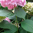 Гортензия крупнолистовая Шарона
