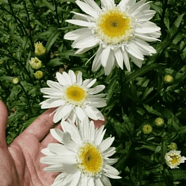 Нивяник наибольший Sunny Side Up