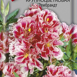 Годеция крупноцветковая Рембрандт