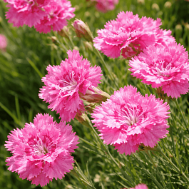 Гвоздика перистая Maggie