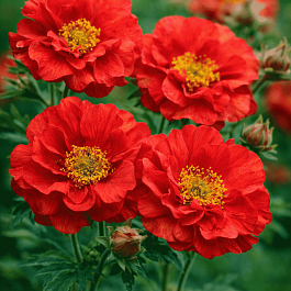 Гравилат чилийский Scarlet Tempers