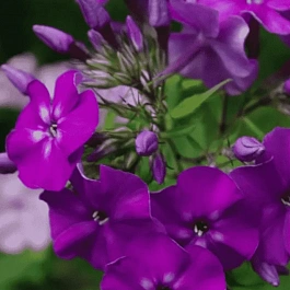 Флокс метельчатый Ночь в Горах