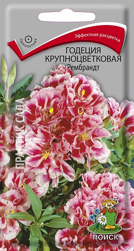 Годеция крупноцветковая Рембрандт