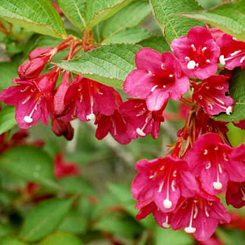 Вейгела цветущая Эва Ратке