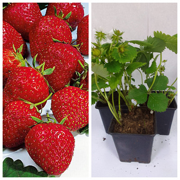 Земляника садовая Сага НАБОР 3ШТ