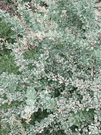 Барбарис Тунберга Silver Beauty