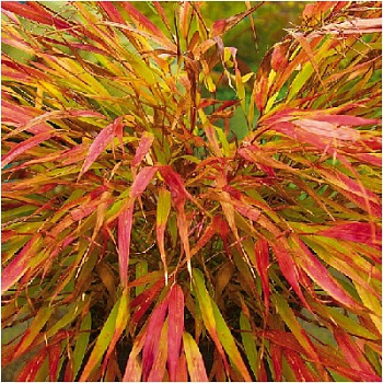 Хаконехлоа большая Николас