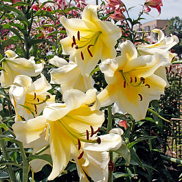 Лилия ОТ-гибрид Ханимун НАБОР 2ШТ (2+2)