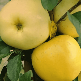 Яблоня Антоновка  золотая