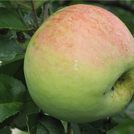 Яблоня Антоновка десертная