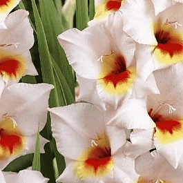 Гладиолус Messina