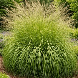 Молиния тростниковая Windspiel