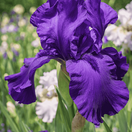 Ирис германский Matinata