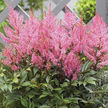 Астильба Японская Смайл эт Ми