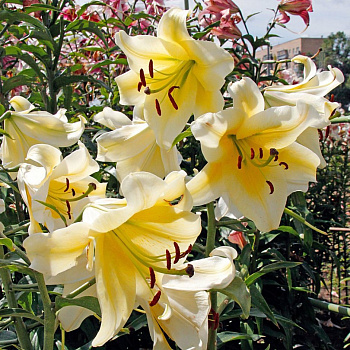 Лилия ОТ-гибрид Ханимун НАБОР 2ШТ (2+2)