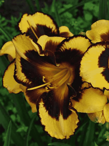 Лилейник Pumpkin Bandit