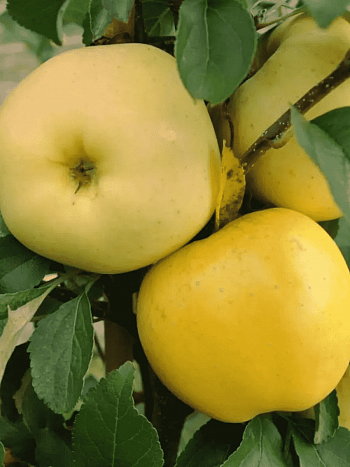 Яблоня Антоновка  золотая