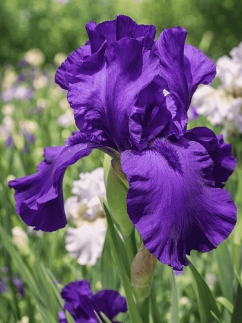 Ирис германский Matinata