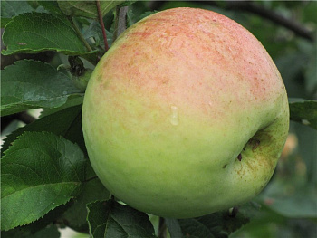 Яблоня Антоновка десертная