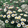 Анациклюс (Испанская ромашка) депрессум Белый Анациклюс (Испанская ромашка) депрессум Белый