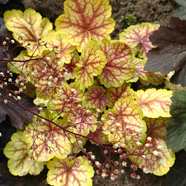 Гейхера гибридная Ренуар