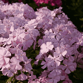 Флокс метельчатый Ксения