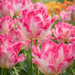 Тюльпан Silver Parrot