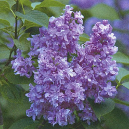 Сирень обыкновенная Небо Москвы