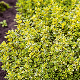 Тимьян лимоннопахнущий Goldy