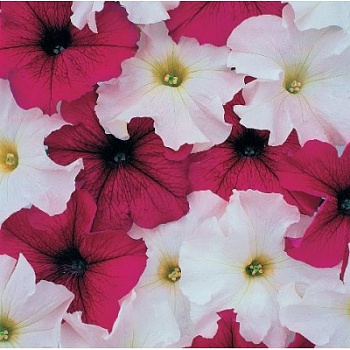 Петуния грандифлора Призм Руби Веддинг Микс