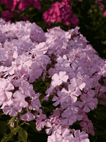 Флокс метельчатый Ксения