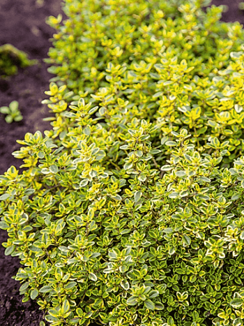 Тимьян лимоннопахнущий Goldy