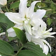 Лилия Polar Star (Lotus Pure)