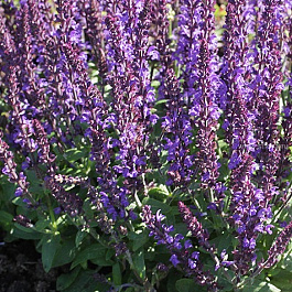 Сальвия дубравная (Шалфей) Мерло Блу