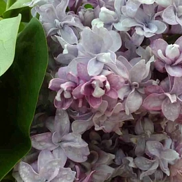 Сирень обыкновенная Крылья Надежды