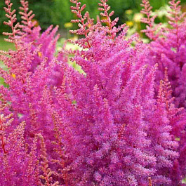 Астильба Арендса Nemo