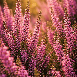 Вереск обыкновенный Pudlowy Roz