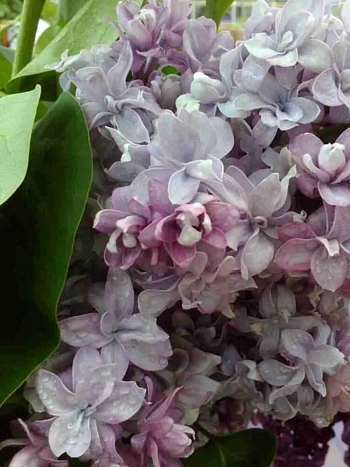 Сирень обыкновенная Крылья Надежды