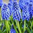 Мускари Armeniacum