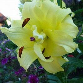 Лилия восточная махровая Экзотик Сан