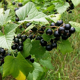 Смородина черная Поклон Борисовой