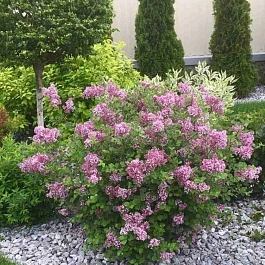 Сирень мейера Palibin