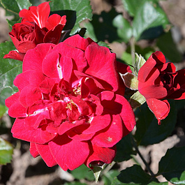 Роза парковая Хеллоу